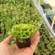 thumbnail image 3 of Bloque de plántulas semillas de plantas de jardín pellets de suelo de vivero cubo de plántulas flor de rosa herramienta de cultivo sin suelo 20 piezas Advancent JJ25809-00, 3 of 6