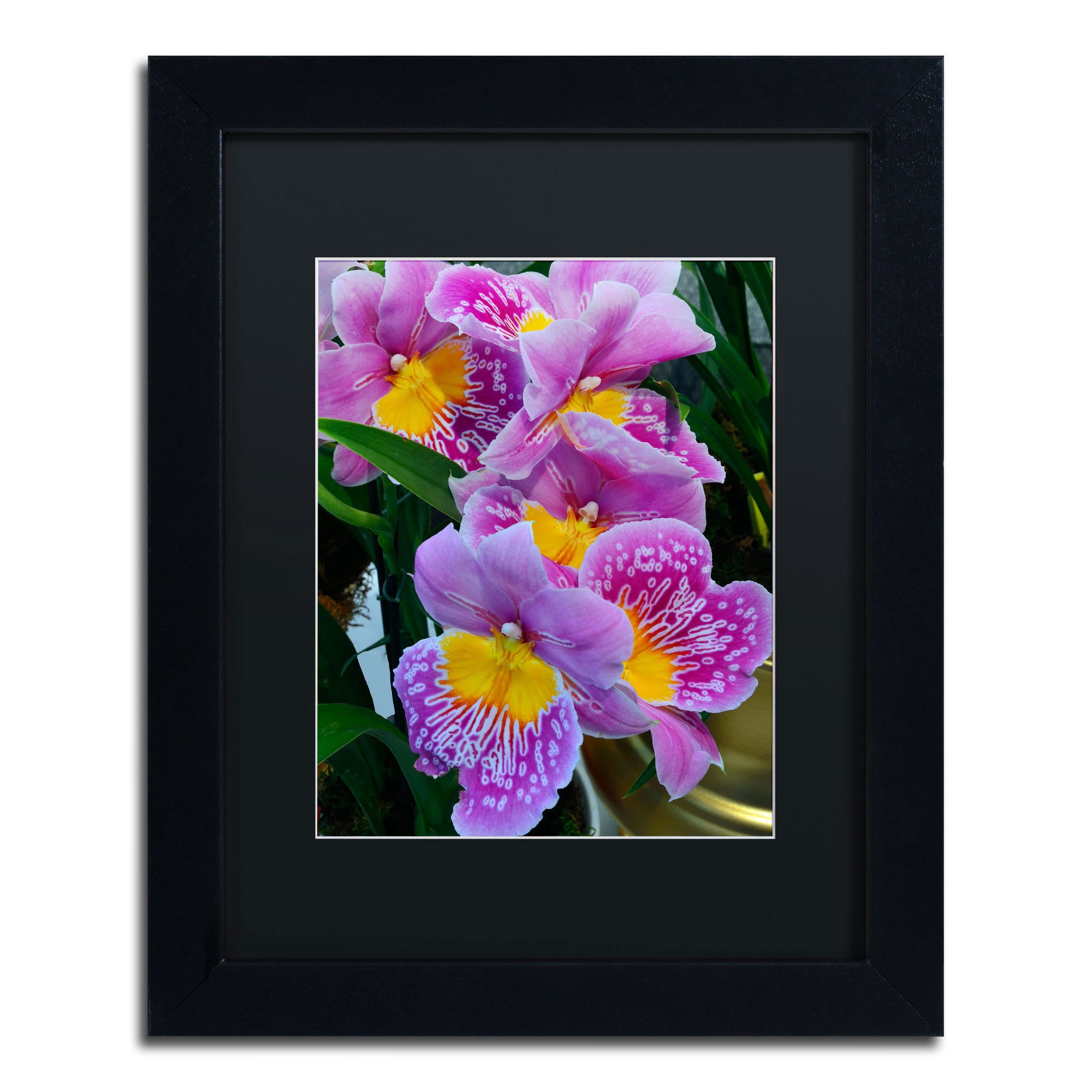 Trademark Fine Art "Happy Orchids" Canvas Art by Kurt Shaffer, Black Matte, Black Frame