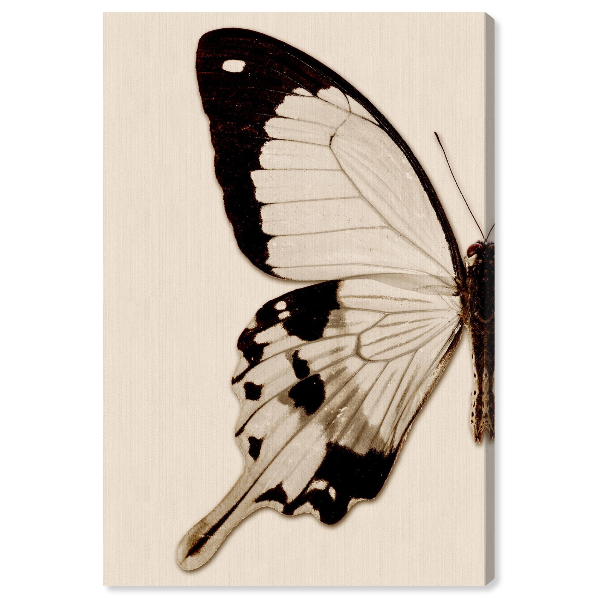 Runway Avenue Animals Canvas Art Print Butterfly I' Insects Brown Walmart.com