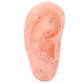thumbnail image 4 of MODOLO DE ZONA DE OÍDOS, COMODO TOCANDO LA ZONA DEL OÍDO MODELO DE MASAJE ACUPINTS, 4 of 7
