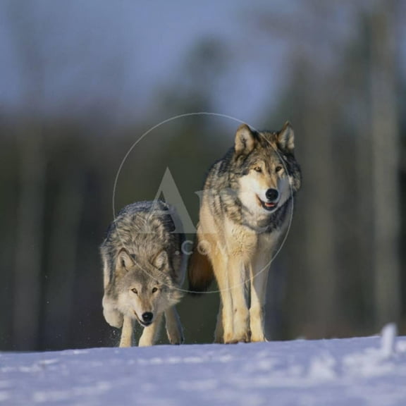 Gray Wolves Walking on Snow, Unframed Photographic Print Wall Art by DLILLC Sold by Art.Com