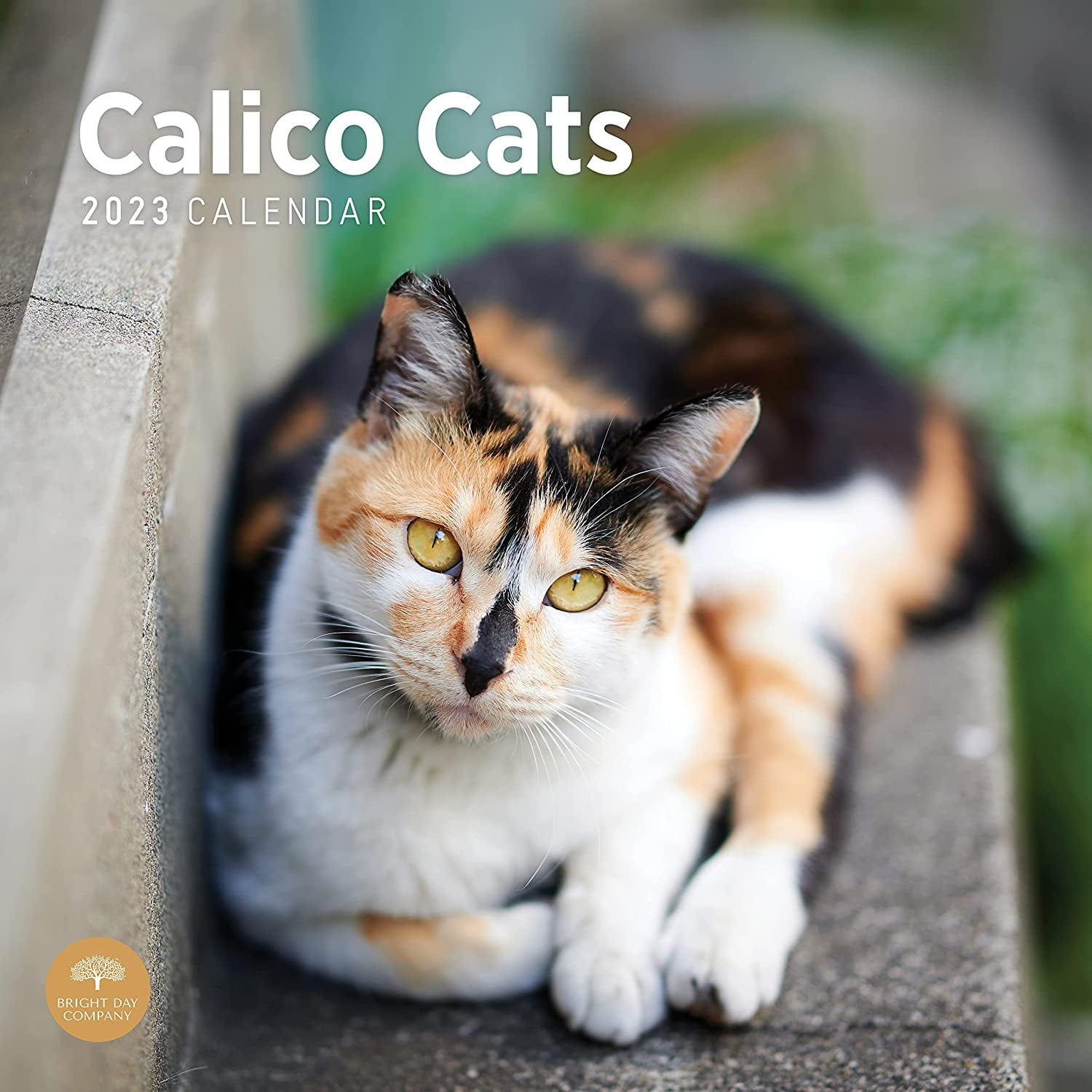 2023 Calico Cats Monthly Wall Calendar by Bright Day, 12 x 12 Inch, Cute Kitty Cat Brindle