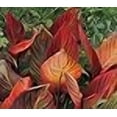 thumbnail image 3 of T. Red Varigated Canna Lily Root/Bulb/Rhizome/Plant Nice Size, 3 of 3