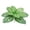C, variant on Cozival Artificial Plants Greenery Bushes, Lifelike Fake Leaves for Indoor Outdoor Wall Decor, Fade-Resistant Plastic Shrubs for Home Garden Wedding Centerpieces