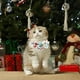 thumbnail image 5 of Regalos de Navidad de Gato Collar de Arco de Gato de Navidad - 1 Paquete Collar de Arco de Gatito de Navidad Collar de Gato de Navidad Collar de Gato de Navidad, 5 of 6