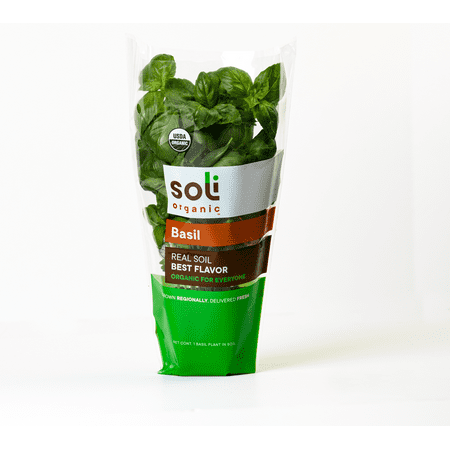 Fresh Organic Basil Plant in Soil