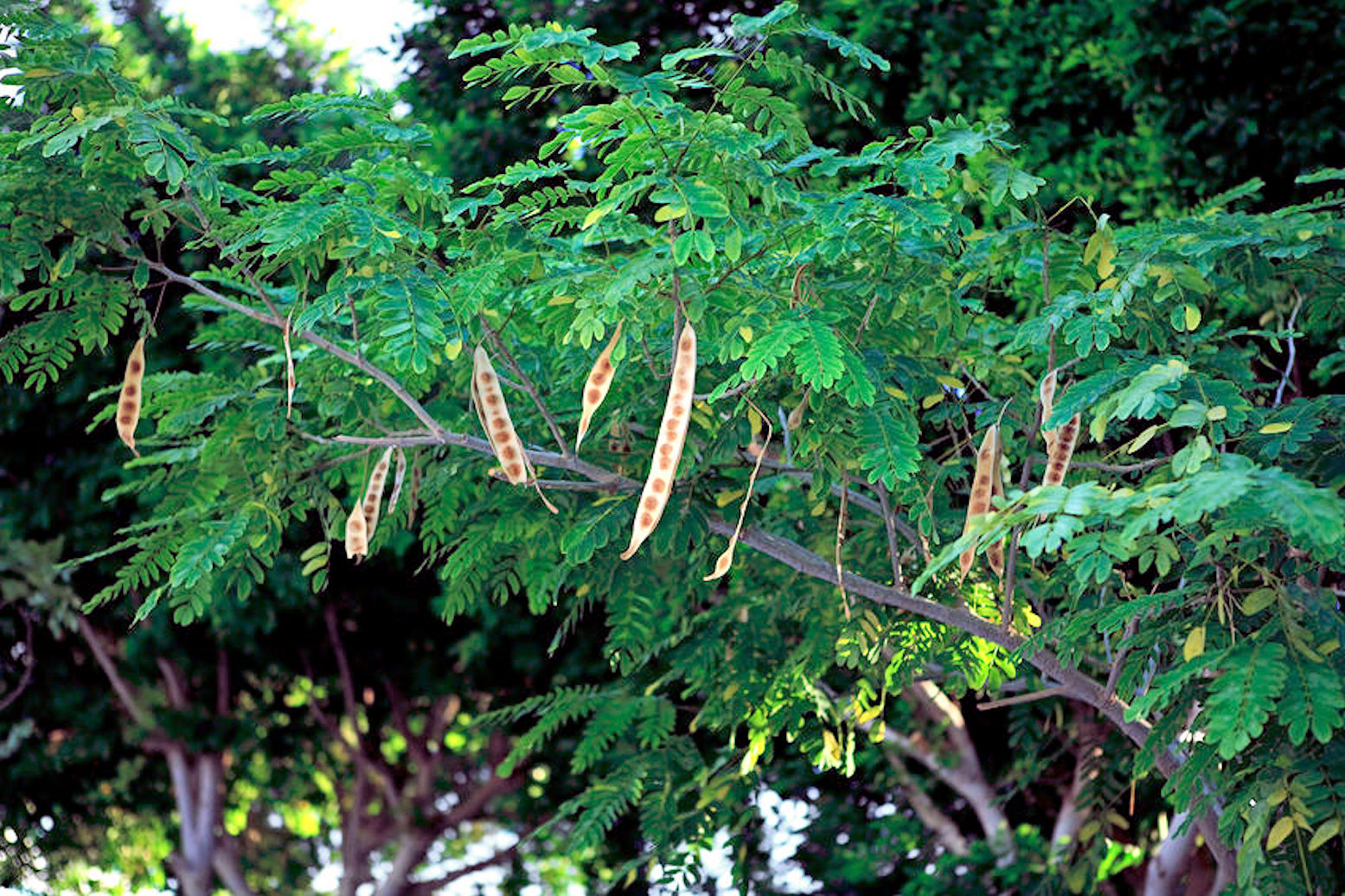 SEEDS = =-10 Seeds Lebbeck Mimosa Tree =Profusion of White Puff Flowers Bonsai - Container or Standard Albizia lebbeck= Serendipity Seeds - image 1 of 1