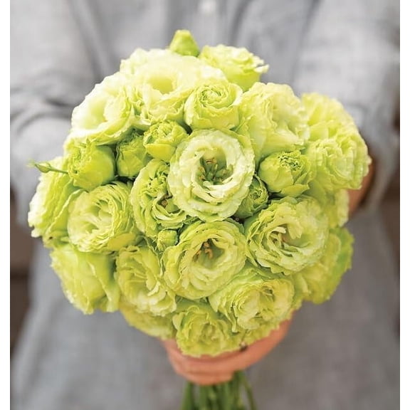 20 Rosanne 2 Clear Green Lisianthus Flower Seeds for Planting -Pelleted Seed