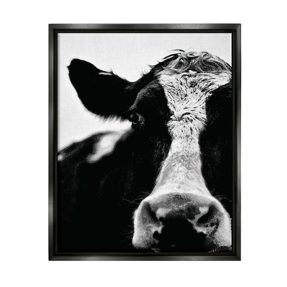 Stupell Industries Cow Black And White Close Up Jet Black Framed Floating Canvas Wall Art, 16x20, by Lettered and Lined