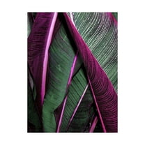 Trademark Fine Art 'Close up VII' Canvas Art by Incado