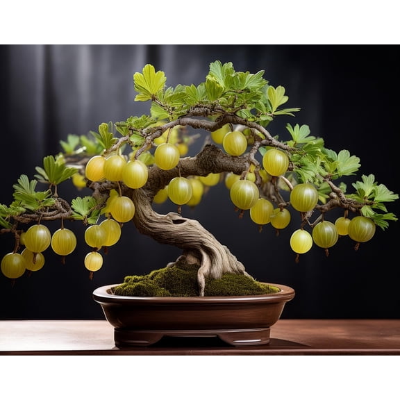 Green Gooseberry Bonsai Tree Seedling for Planting - 1 Year Old Well Rooted Seedling