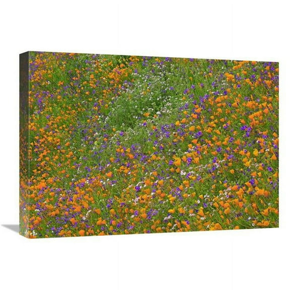 18 x 24 in. California Poppy & Desert Bluebell Carpeting A Spring Hillside, California Art Print - Tim Fitzharris