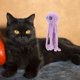 thumbnail image 5 of Juguete interactivo para gatos con campana colgante en la puerta, pulpo, juguetes para gatos de interior, ideal para jugar y entrenar solos, divertido juego para gatitos, entretenimiento, violeta, 5 of 8
