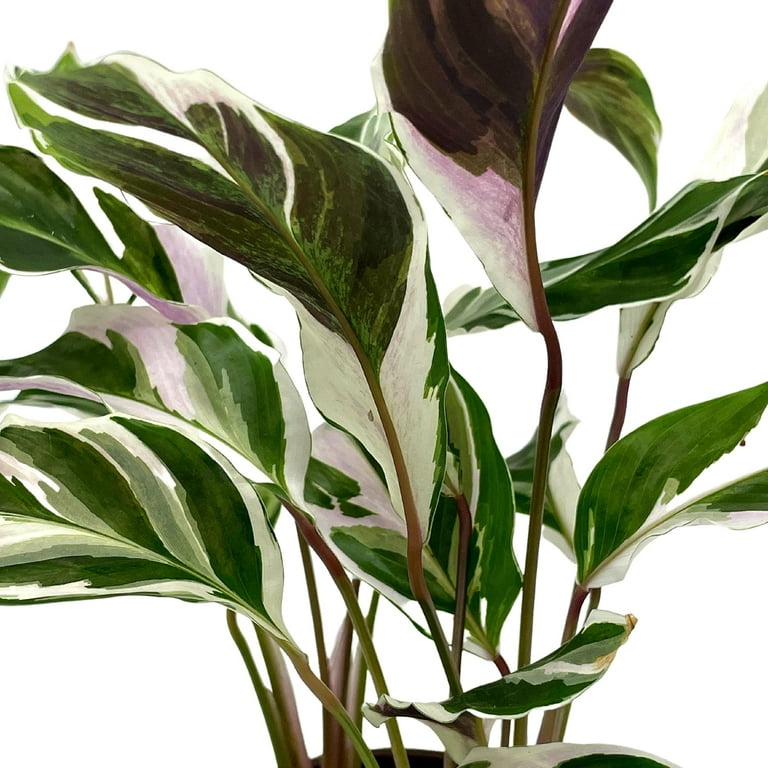 efeu goldchild Hnge-Efeu 'Gold Child' XXL 24 cm, 50-60 cm | Hedera helix