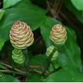 thumbnail image 2 of 1 Pound Hawaiian Awapuhi Shampoo Ginger Rhizomes Pinecone Ginger Red Ginger Lily Bulbs, Grow Indoor or Outdoor, 2 of 6