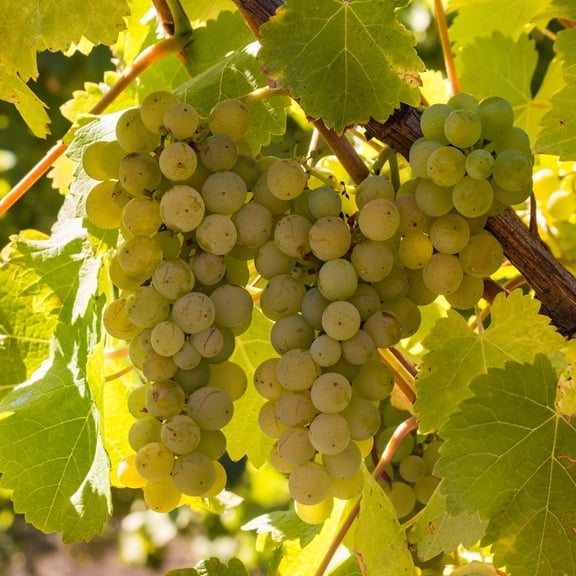Van Zyverden Premium Grafted Bareroot Seeded Grape Vine Chardonnay Set of 1 Plant White Full Sun Perennial Fruiting 1 lb