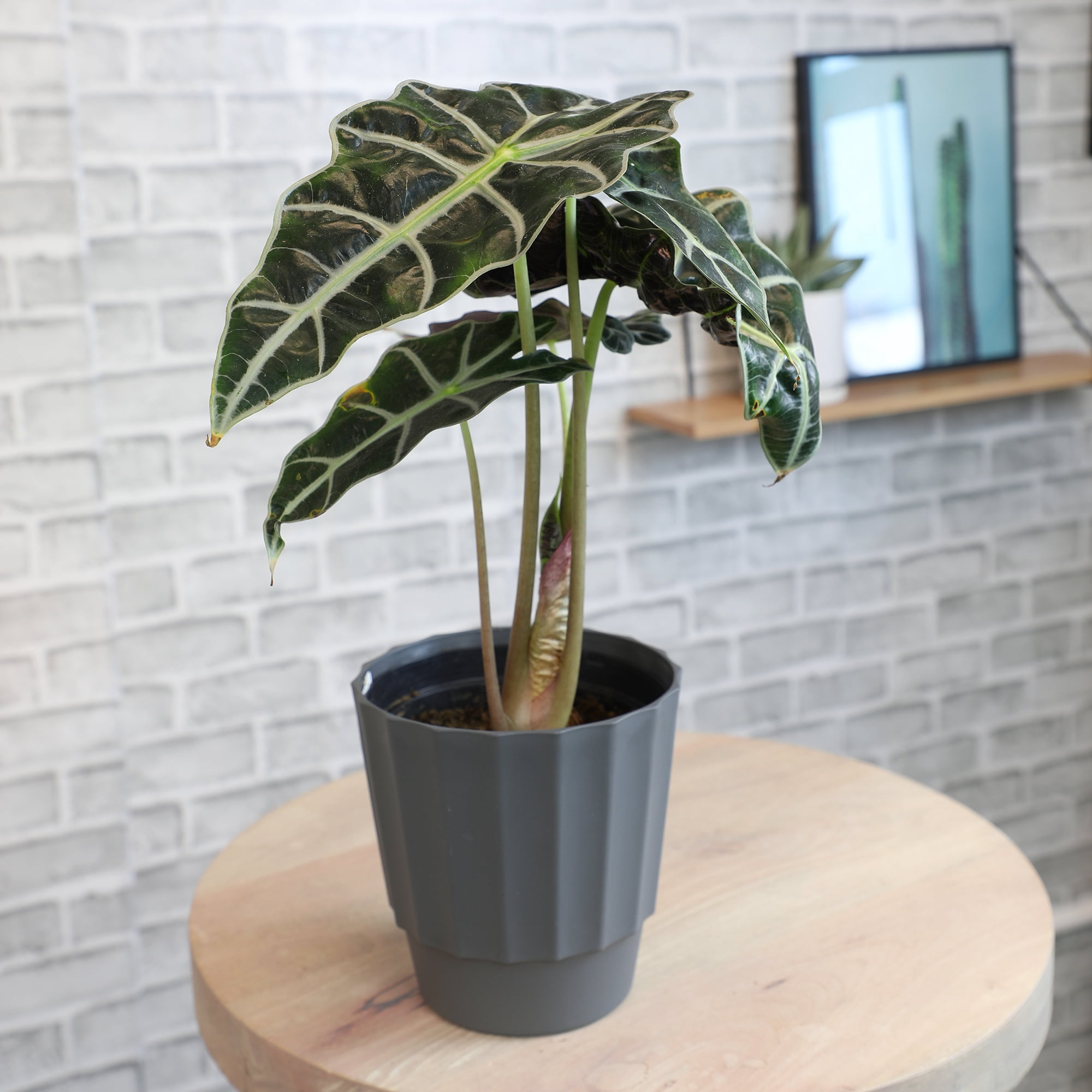 Element by Altman Plants 6in Alocasia Plant in H20 Self Watering Pot