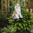 thumbnail image 2 of Carolines Treasures SS8847GF 11 x 15 In. Australian Shepherd Flag- Garden Size, 2 of 3
