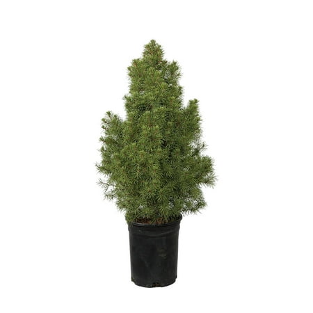 Dwarf Alberta Spruce (2.5 Quart) Conical Evergreen Shrub/Tree - Full Sun Live Outdoor Plant