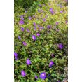 thumbnail image 2 of 10 Seeds OREGON GERANIUM Oreganum Cranesbill Purple Native Flower Herb Seeds, 2 of 2