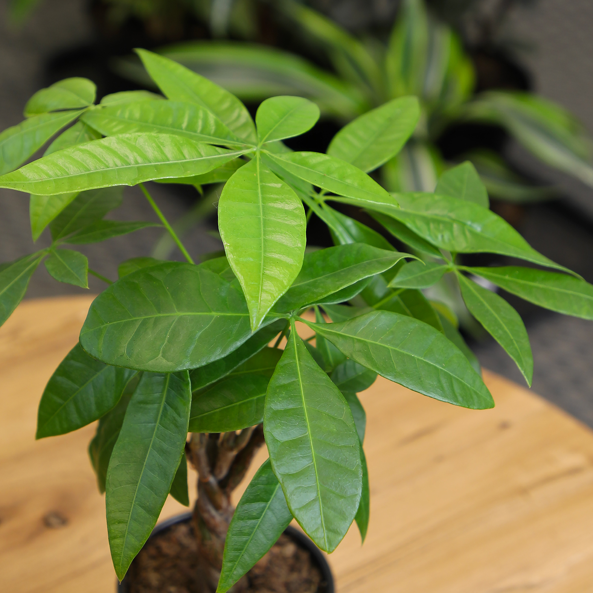 Money Tree, Pachira | Easy & Pet Friendly | 4.25" Grow Pot | Partial Sun | Element by Altman Plants