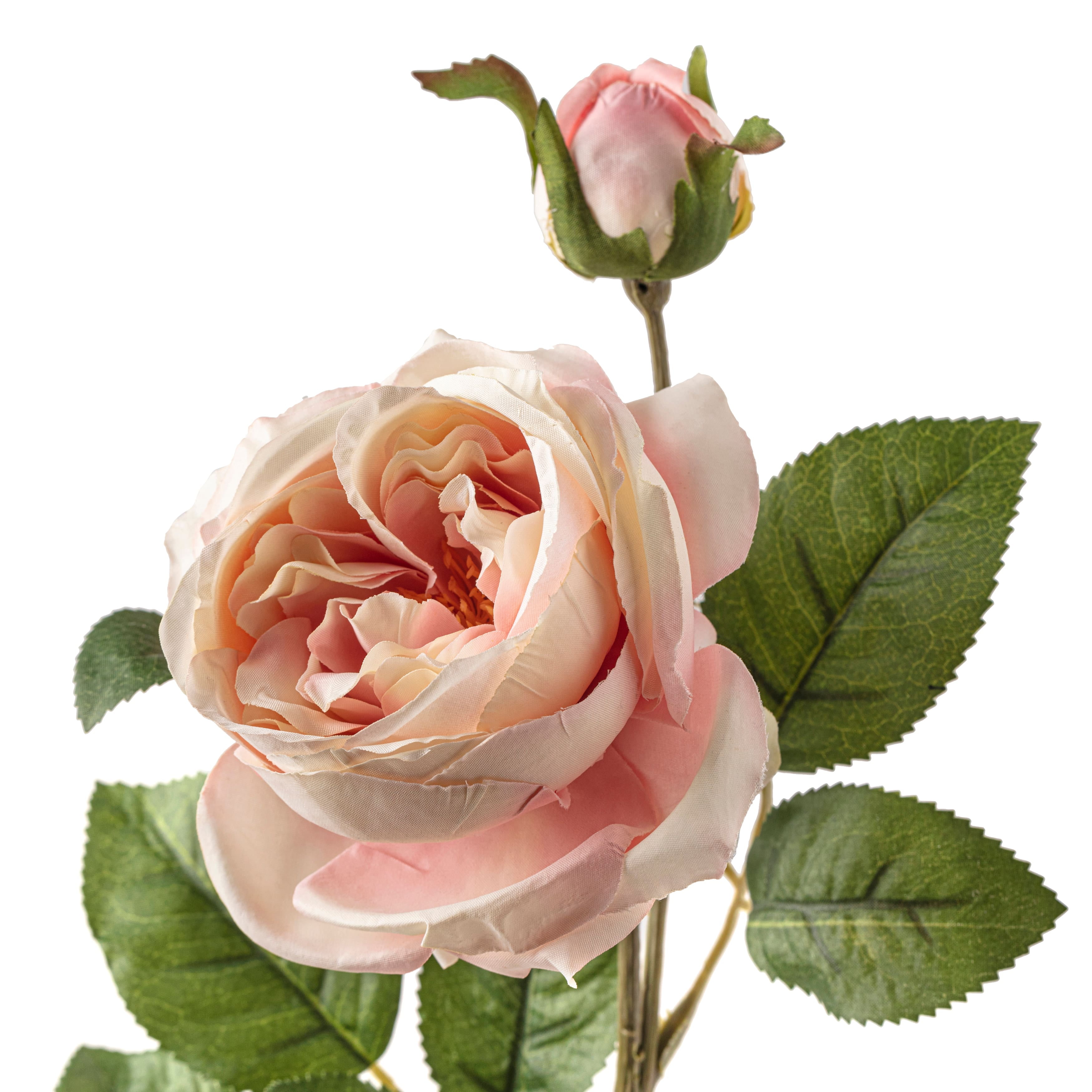 12 Pack: Light Pink English Rose Stem by Ashland®