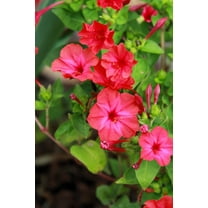 25 RED FOUR O'CLOCK Marvel of Peru Mirabilis Jalapa Flower Seeds