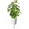thumbnail image 3 of SHIQI-Smart Garden Holy Basil Plant Pods, 3-Pack, 3 of 4