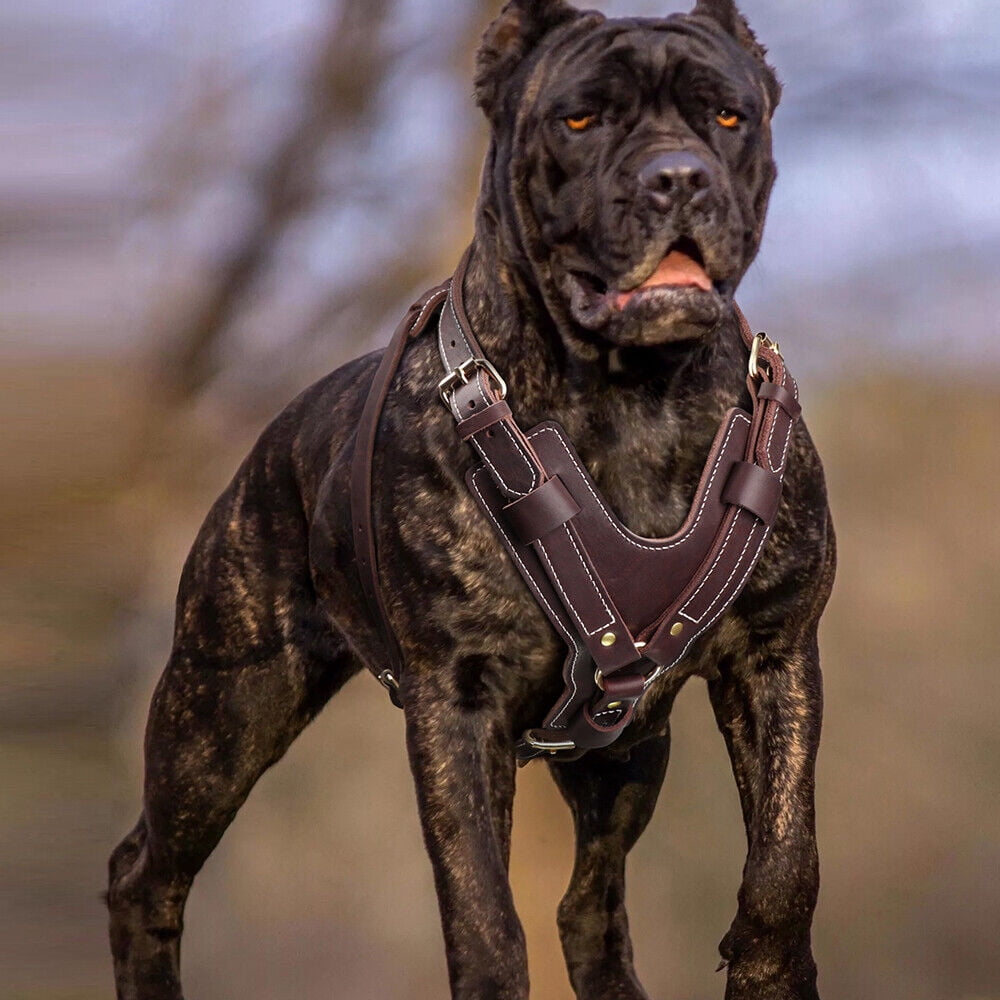Pet Artist Heavy Duty Genuine Leather Dog Harness Adjustable for Large Dogs Pitbull Rottweiler High Quality