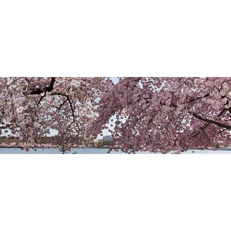 Cherry Blossom Trees in Bloom at the National Mall, Washington Dc, USA Print Wall (Best Mall In Washington Dc)