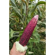 35 Seeds BLOODY BUTCHER Red CORN Edible & Ornamental Heirloom Zea Mays Vegetable Seeds