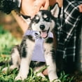 thumbnail image 4 of Heavy Duty No Pull Harness With Padded Vest And Reflective Stitching For Medium Large Adjustable Walking Gear Training Leash Category, 4 of 4