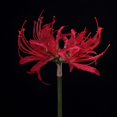 thumbnail image 2 of shiyou-26 Pouces Fleurs Artificielles Rouges de Lys Araignée 4 Pcs Faux Lycoris Radiata Fleurs Équinoxe en Soie pour Vases Bouquets Décoration Maison Bureau Mariage (Rouge), 2 of 4