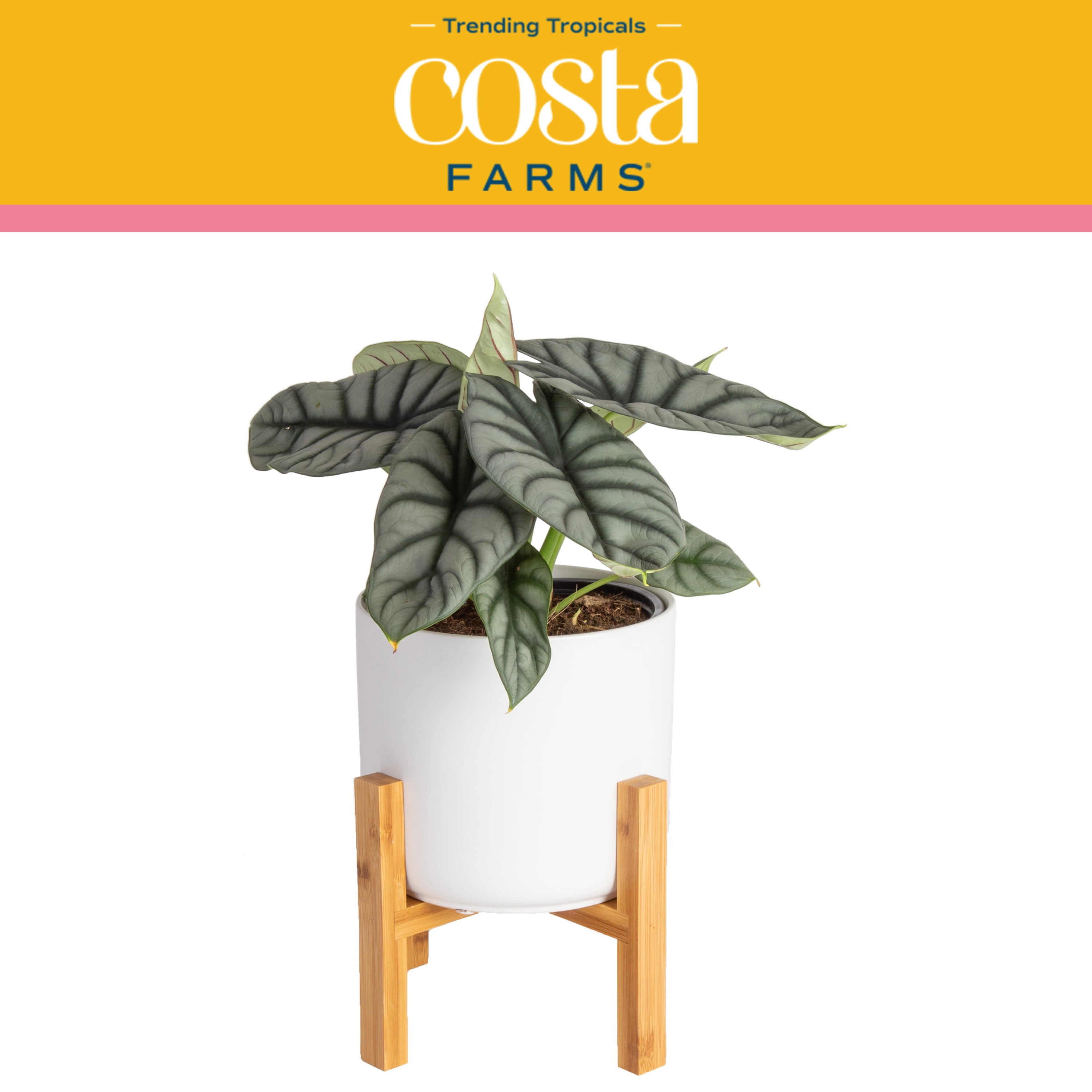 Costa Farms Trending Tropicals Live Indoor 8in. Tall Silver Alocasia