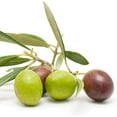 thumbnail image 4 of Arbequina Olive Tree  3 Live 4 Inch Pots  Grow Your Own Olives Indoors, 4 of 9