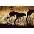 thumbnail image 2 of Pryor, Maresa 14x11 Gold Ornate Wood Framed with Double Matting Museum Art Print Titled - Sandhill crane silhouetted-Bosque del Apache National Wildlife Refuge-New Mexico, 2 of 4