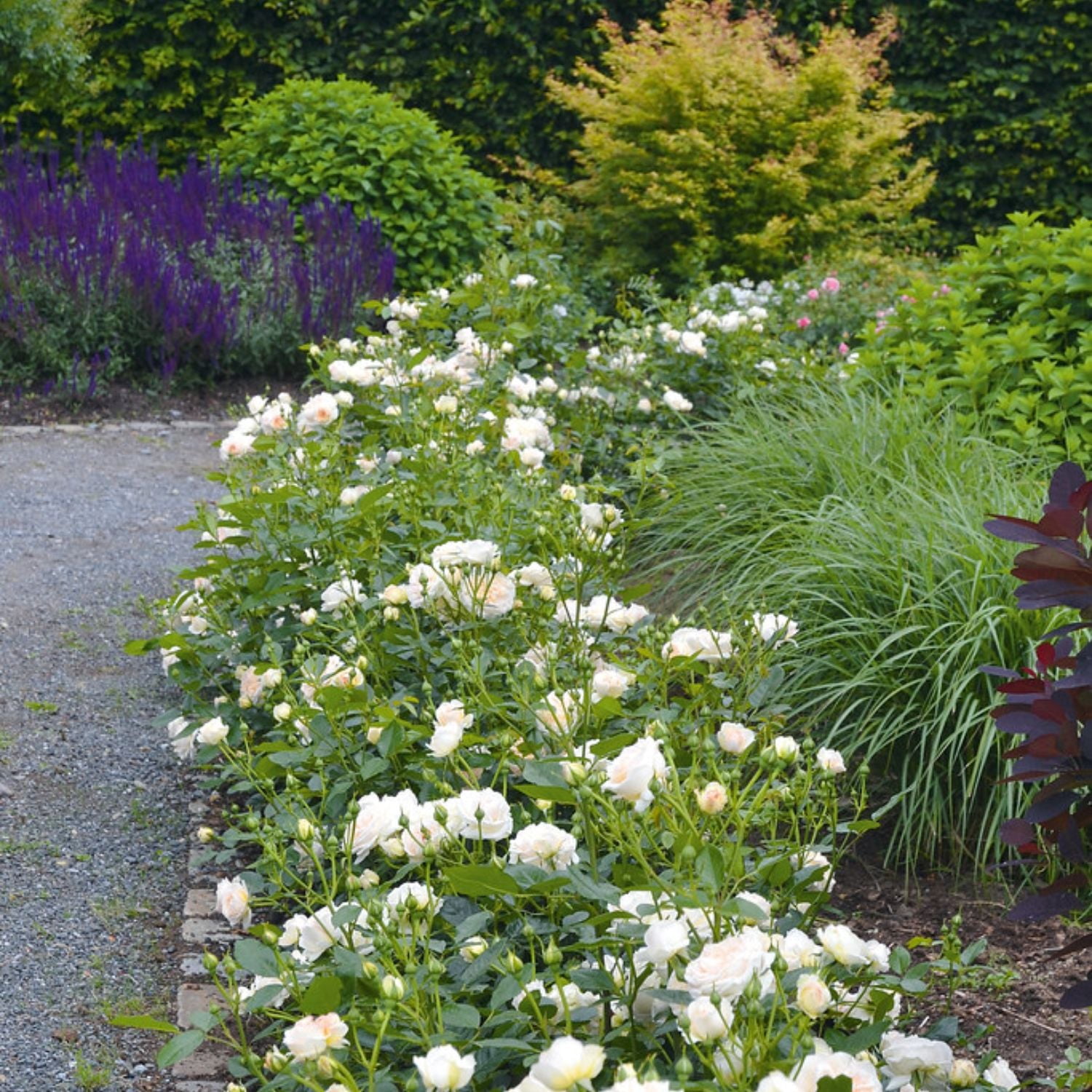 Expert Gardener 12-18" Showpiece™ Champagne Fragrant Shrub Rose with Pink Flowers Live Tree in 1 gal. Grower Pot