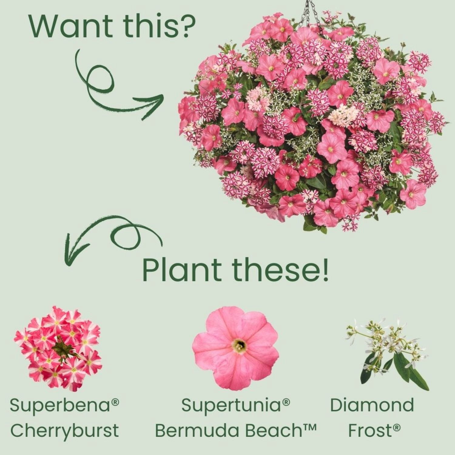 Proven Winners 4" Multicolor Superbena Cherryburst Verbena Live Plant in 4.25" Pot (4 Count)