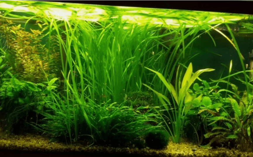 15 Jungle Vallisneria Live Aquarium Plants – Freshwater Easy Background Plants