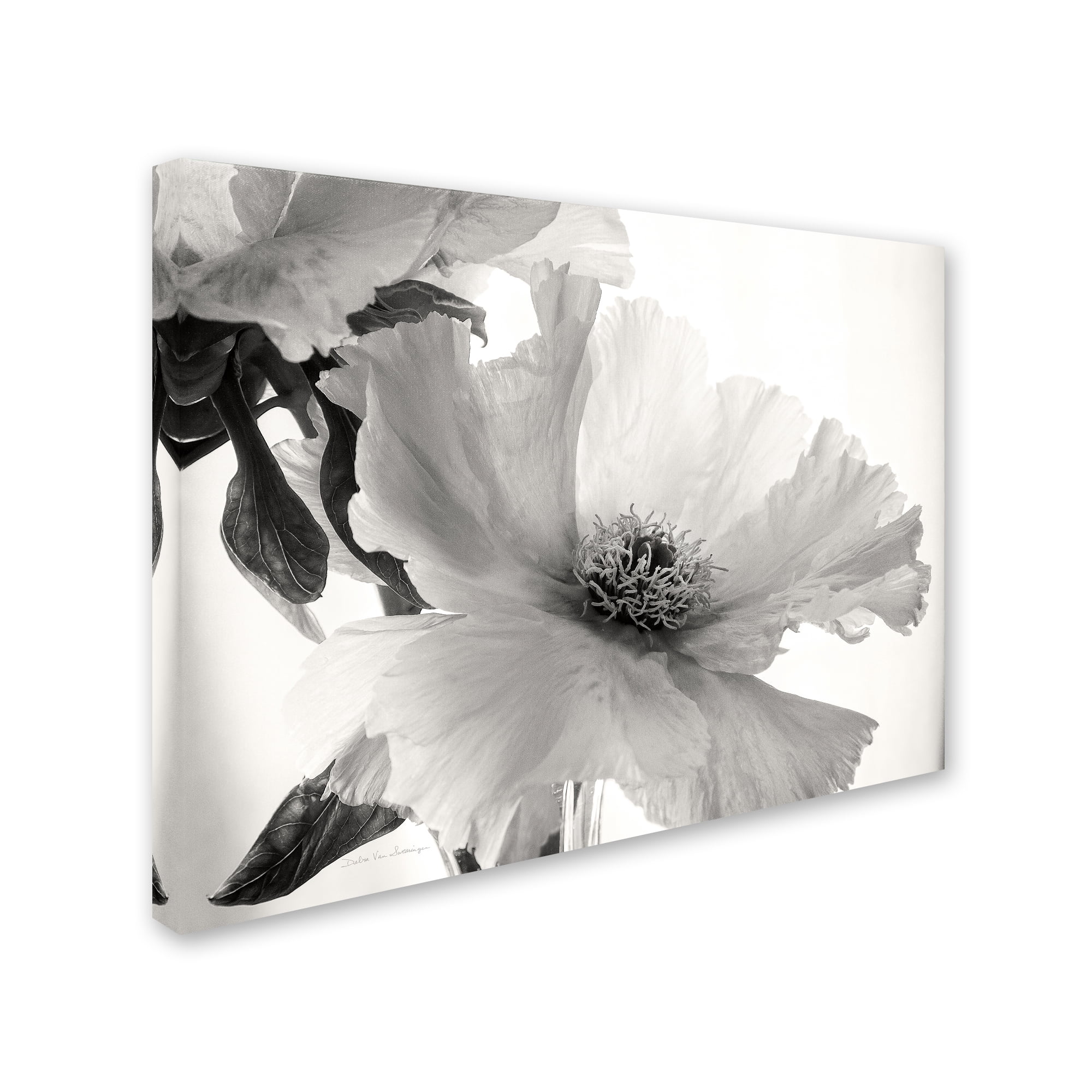 Trademark Fine Art 'Translucent Peony VIBW' Canvas Art by Debra Van Swearingen