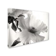 thumbnail image 2 of Trademark Fine Art 'Translucent Peony VIBW' Canvas Art by Debra Van Swearingen, 2 of 3