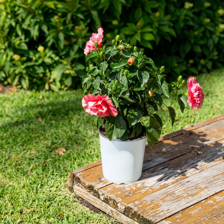 Island Blooms by Costa Farms 1G Hibiscus HibisQs Pink Bush Live