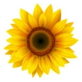 thumbnail image 2 of Sunflower Vector Wall Decal by Wallmonkeys Peel and Stick Graphic (36 in W x 36 in H) WM124156, 2 of 4