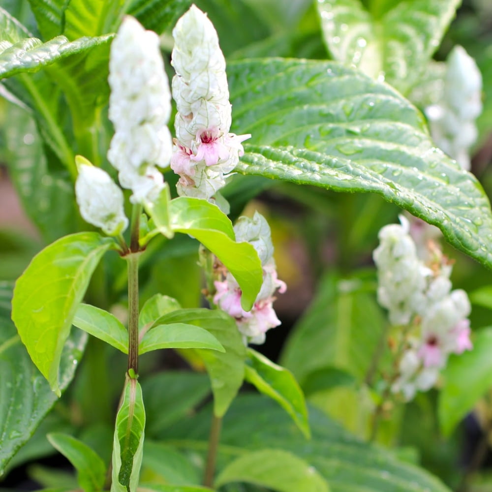 White Justicia Carnea Shrimp Plant 4 to 8 Inches Tall, Shrimp Plants for Indoor and Outdoor Gardening