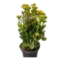 thumbnail image 1 of Planta calanchoe, 1 of 4