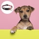 thumbnail image 3 of Collar para perro con hebilla de plástico con diseño de clip, collar ajustable para mascotas., 3 of 5