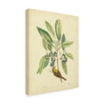 thumbnail image 2 of Trademark Fine Art 'Catesby Bird And Botanical V' Canvas Art by Mark Catesby, 2 of 4