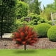 thumbnail image 1 of Fiudx Árbol Artificial Decorativo, Adorno Verde Realista para Exteriores, Plástico Duradero, Ideal para Realzar El Jardín y El Patio, Combinación de Colores Única, Ideal Como Regalo, 60 X 58 Cm, 1 of 5