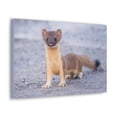 thumbnail image 2 of Majestic Weasel Art Majestic Weasel Print Animal Wall Art Wildlife Canvas Prints Wall Art Ready to Hang Unframed, 2 of 18