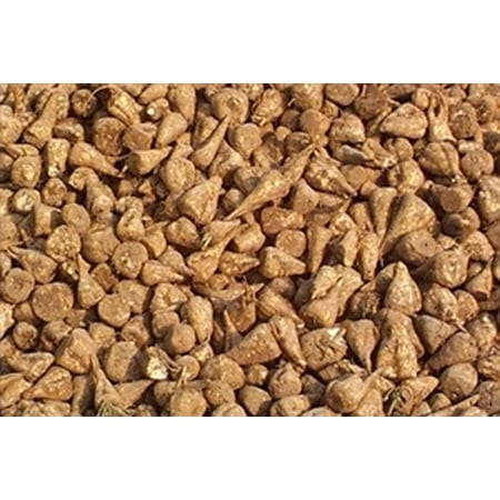 SeedRanch Sugar Beet Seed - 1 Lb. (Best Fodder Seed For Horses)